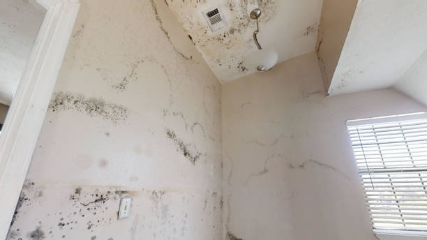 Best Mold Removal for HVAC Installations  in Owosso, MI