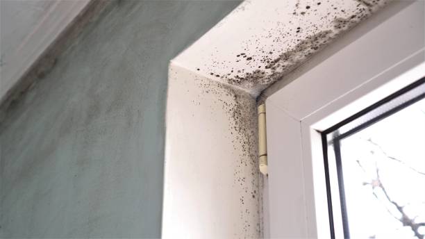 Best Comprehensive Air Testing for Mold Contaminants  in Owosso, MI