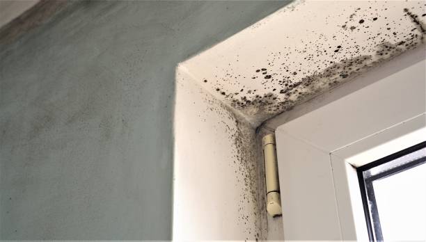  Owosso, MI Mold Removal Pros