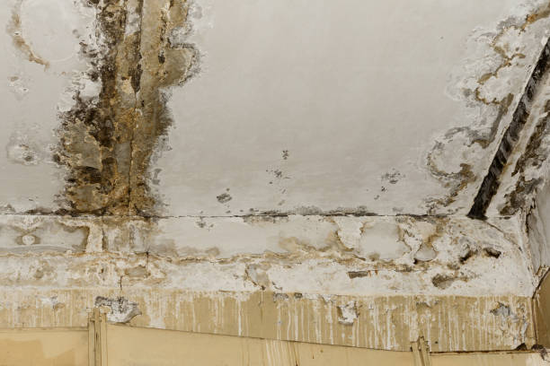Best Water Damage & Mold Remediation  in Owosso, MI