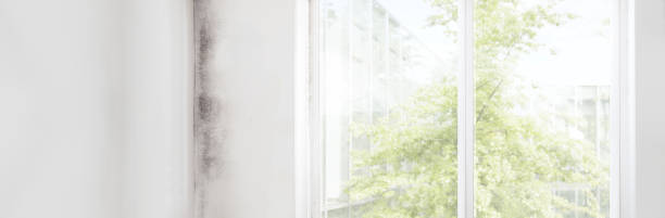 Best Air Quality Testing for Mold Spores  in Owosso, MI