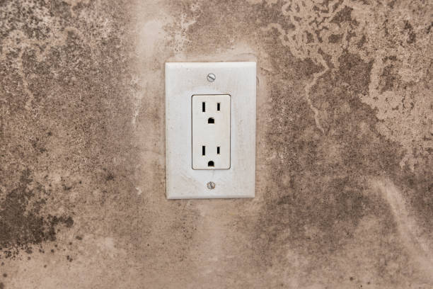 Best Mold Damage Restoration  in Owosso, MI