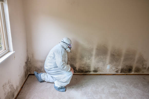 Best Mold Remediation for Healthcare Facilities  in Owosso, MI