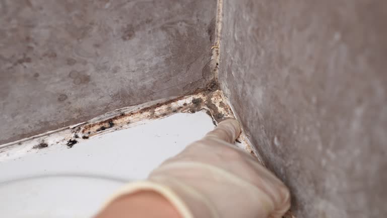 Best Biohazard Mold Removal  in Owosso, MI