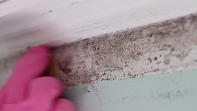 Best Attic Mold Removal  in Owosso, MI